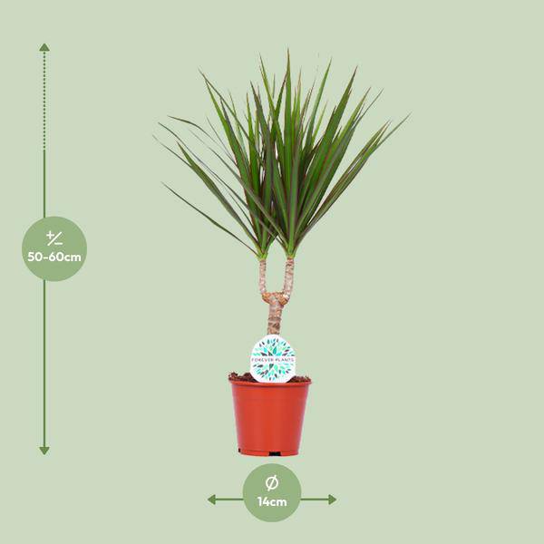 Drachenbaum Dracaena Marginata Zimmerpflanze Ø14cm ↕55cm – pflegeleichte Grünpflanze für Wohnzimmer, Büro & helle Standorte kaufen – Plant
