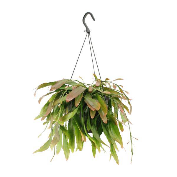 Korallenkaktus Rhipsalis Red Coral – Ø17cm – ↕25cm – Hängende Zimmerpflanze ohne Dornen – Exotische Grünpflanze mit roten Trieben – Plant