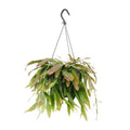 Korallenkaktus Rhipsalis Red Coral – Ø17cm – ↕25cm – Hängende Zimmerpflanze ohne Dornen – Exotische Grünpflanze mit roten Trieben – Plant
