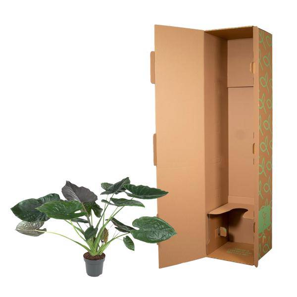 Elefantenohr – Alocasia Wentii – Zimmerpflanze – 120cm – Ø32cm – tropische Pflanze mit großen pfeilförmigen Blättern in Dunkelgrün und Violett – Plant