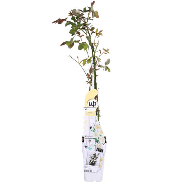 Weiße Kletterrose Rosa Crazy in Love 'Vanilla' Zimmerpflanze Ø15cm ↕65cm – pflegeleichte Grünpflanze für Wohnzimmer, Büro & helle Standorte – Plant