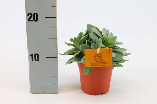 Senecio Cephalophorus – Kreuzkraut Ruby Slippers – Sukkulente Zimmerpflanze oder Gartenpflanze – Ø10.5cm – Höhe ca. 15cm – Plant