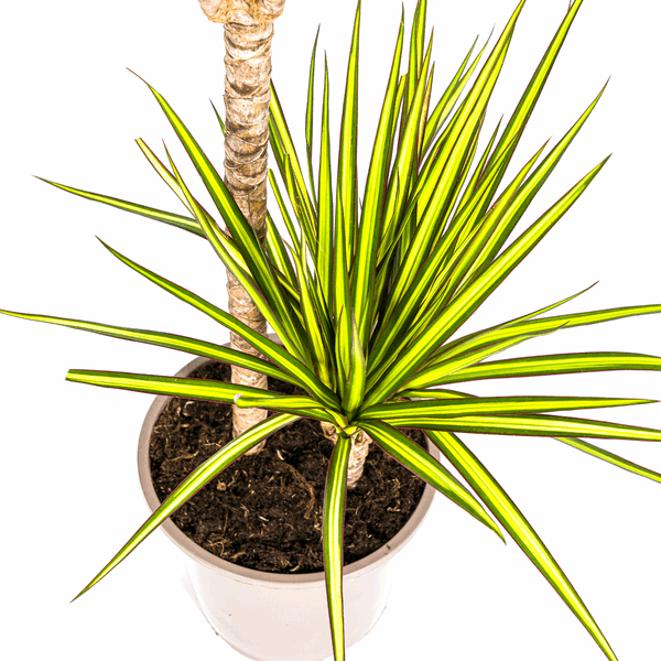 Dracaena Marginata Sunray Drachenbaum – Zimmerpflanze Ø19cm – ca. 80-100cm hoch – Tropischer Akzent mit grünen und gelben Blättern – Plant