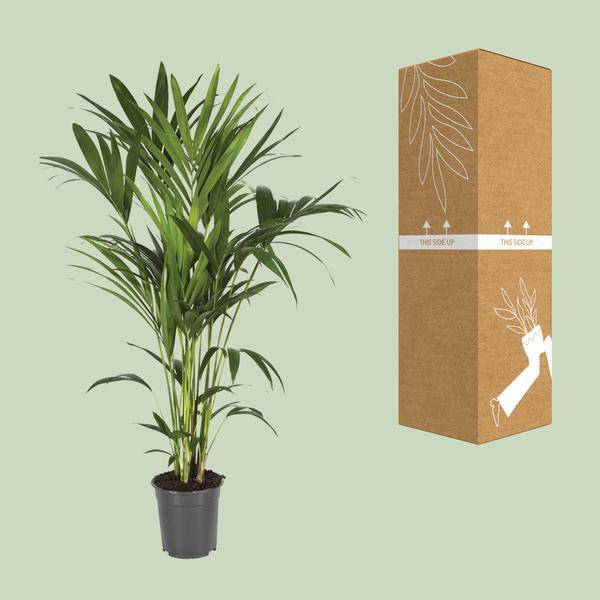 Kentiapalme – Howea Forsteriana – Zimmerpflanze – Ø21cm – ↕120cm – Elegante & pflegeleichte Grünpflanze – Tropische Palme für Wohnzimmer & Büro – Plant