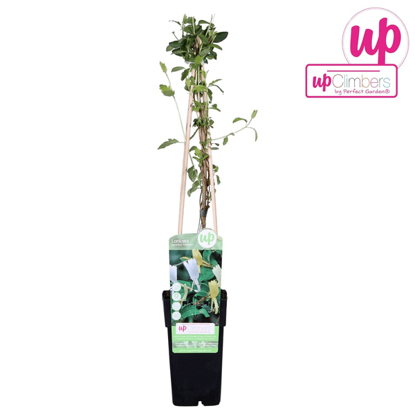Gelbbunte Geißschlinge – Lonicera japonica ‘Halliana’ – Ø15cm x ↕65cm – Weiß – gelbe, stark duftende Kletterpflanze – Plant