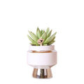 Sukkulente Echeveria Miranda Zimmerpflanze Ø9cm – pflegeleichte Sukkulente für Wohnzimmer, Büro & helle Standorte kaufen – Plant