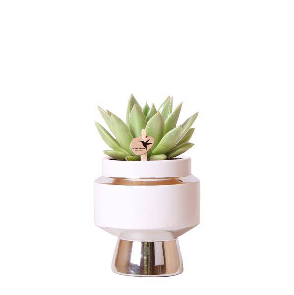 Sukkulente Echeveria Miranda Zimmerpflanze Ø9cm – pflegeleichte Sukkulente für Wohnzimmer, Büro & helle Standorte kaufen – Plant