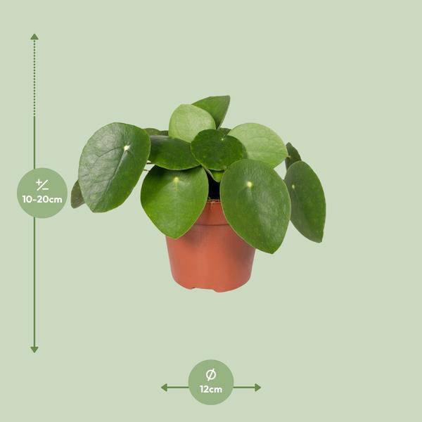Chinesischer Geldbaum – Pilea Peperomiodes (Aluminium – Pflanze) – Zimmerpflanze – Ø12cm – 20cm hoch – Halbschatten – Luftreinigend – Pflegeleicht – Plant