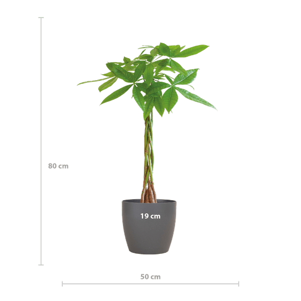 Pachira Aquatica 80cm – Glückskastanie Geldbaum Zimmerpflanze Ø21cm – pflegeleichte Pflanze mit geflochtenem Stamm im nachhaltigen Viber Grau Topf – Plant