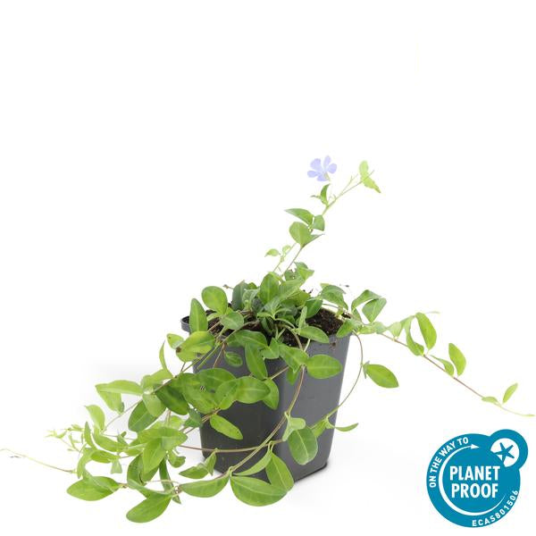 Kleines Immergrün – Vinca minor – ↕10-25cm – Ø9cm – Blauer Bodendecker – Sonne & Schatten – Pflegeleicht – Plant