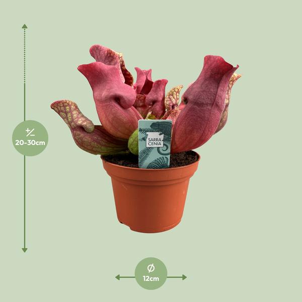Fleischfressende Pflanze Sarracenia Maroon – Schlauchpflanze – Ø12cm – ↕23cm – Exotische Zimmerpflanze mit auffälligen Kannen – Pflegeleicht & luftreinigend – Für Innen & geschützte Außenbereiche – Plant