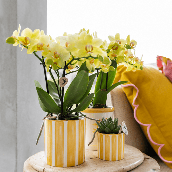 Ziertopf Painted Stripe – Gelb – Ø6cm – Keramiktopf mit Streifenmuster – Pflanzentopf für Sukkulenten, Kakteen & kleine Zimmerpflanzen – Plant