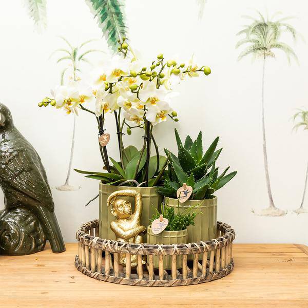Ornament Dekoskulptur Sitzender Affe – Gold – Handgefertigte Polystone – Figur – 13cm – Verspieltes Dekoaccessoire für Zuhause und Pflanzensets – Plant