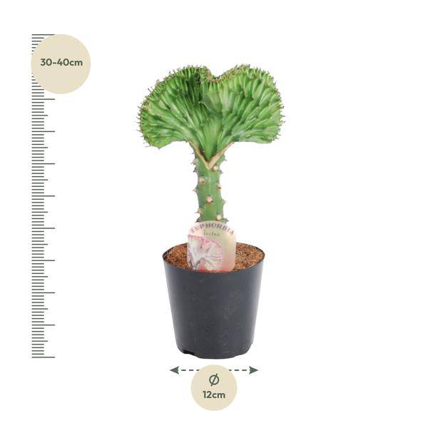 Euphorbia lactea Cristata Grün – Korallen – Wolfsmilch – Zimmerpflanze – Höhe ca. 35cm – Ø12cm – Exotische Sukkulente in Korallenform – Plant