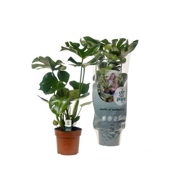 Köstliches Fensterblatt Monstera Deliciosa Zimmerpflanze Ø17cm ↕55cm – pflegeleichte Grünpflanze für Wohnzimmer, Büro & helle Standorte kaufen – Plant