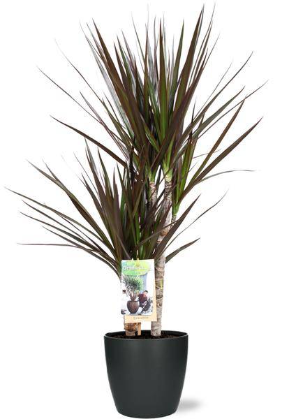 Dracaena Magenta – Drachenbaum – Zimmerpflanze – Ø17cm – 80cm hoch – inkl. Brüssel Topf Anthrazit Ø18x17cm – pflegeleicht, dekorativ – Plant