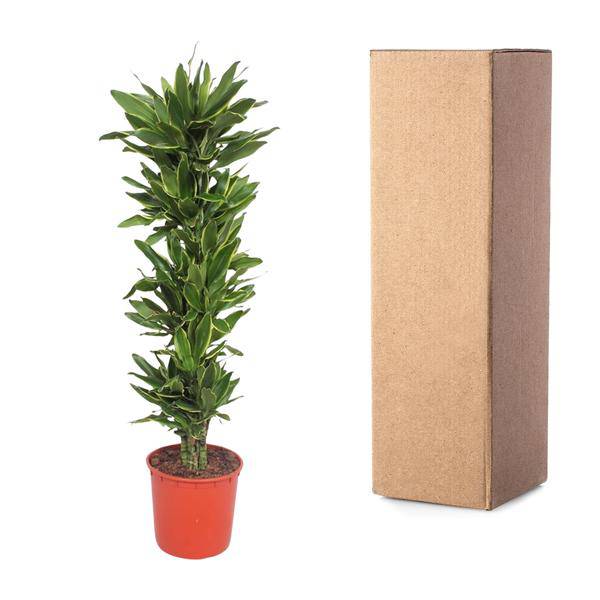 Drachenbaum Dracaena Golden Coast – 200cm hoch – Ø34cm – Elegante Zimmerpflanze mit goldgrünem Blattwerk – Pflegeleicht & robust – für Zimmer & Büro – Plant