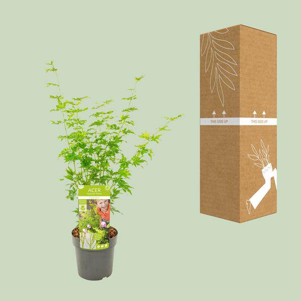 Japanischer Fächerahorn Acer palmatum ‘Going Green’ Gartenpflanze Ø19cm ↕50cm – winterharte Pflanze für Garten, Balkon, Terrasse, Kübel & Beet – Plant