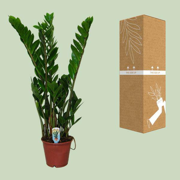 Glücksfeder Zamioculcas zamiifolia Zimmerpflanze Ø14cm ↕50cm – pflegeleichte Grünpflanze für Wohnzimmer, Büro & helle Standorte kaufen – Plant