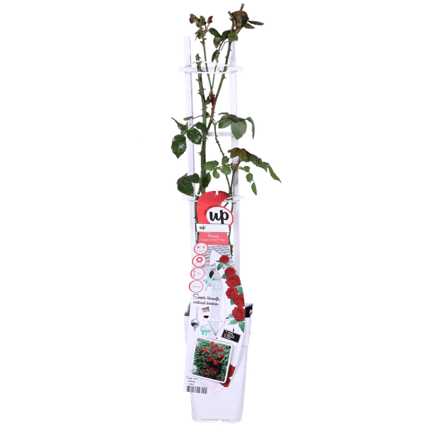Rose Crazy in Love Red Rote Edelrose Ø15cm ↕65cm – hochwertiges Produkt für Pflanzen, Garten, Zuhause, Dekoration & moderne Einrichtung – Plant