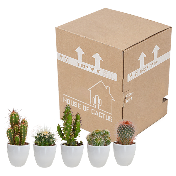 Kakteen Mix – 5 Pflanzen – Ø5,5cm Zimmerpflanzen im weißen Topf – Verschiedene Mini – Kakteen im Übertopf – Plant