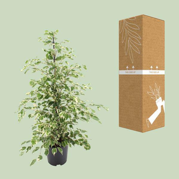 Bikrenfeige Ficus benjamina 'Twilight' – Zimmerpflanze – ca. 95cm Höhe – Eleganter, grüner Blickfang für helle Innenräume – Plant