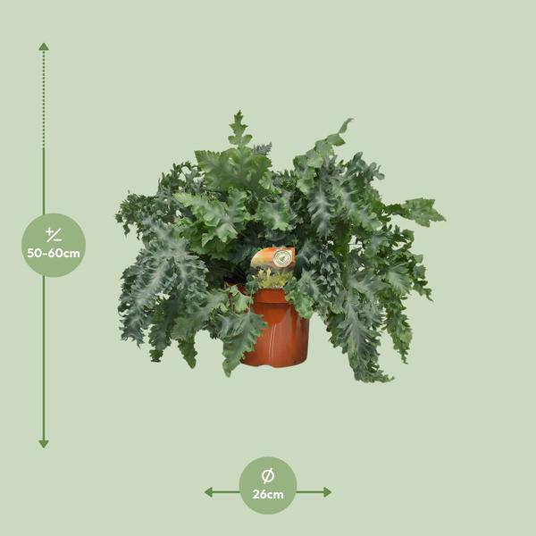 Tüpfelfarn Phlebodium Davana – Zimmerpflanze – Ø26cm – ↕60cm – Goldener Farn mit eleganten Wedeln – Pflegeleicht & dekorativ – Plant