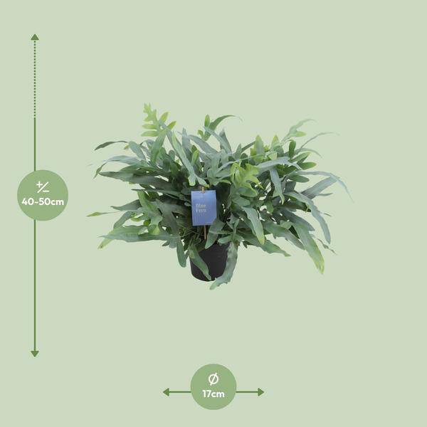 Blauer Tüpfelfarn – Phlebodium Aureum Blue Star – Zimmerpflanze – Ø17cm – ↕50cm – Tropischer Farn mit blaugrünem Blattwerk – Plant
