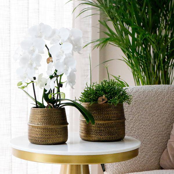 Pflanzenset mit 3 Sukkulenten – Inkl. Keramik – Ziertöpfe – Ø9cm Topf – Pflegeleichtes Mini – Set für Fensterbank, Schreibtisch & Regal – Plant