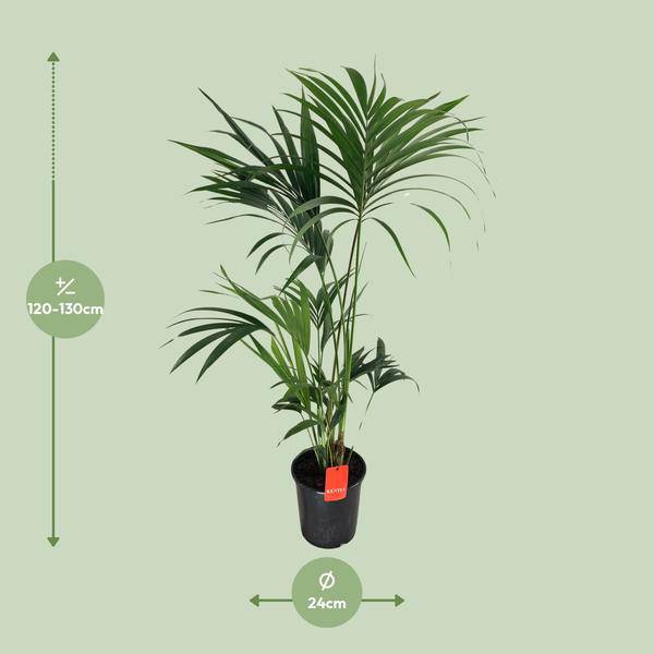 Kentia – Palme Howea Forsteriana – Zimmerpflanze Ø24cm ↕130cm – Plant