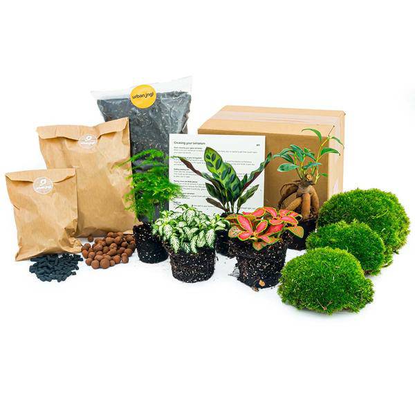 Flaschengarten Set Lancifolia – pflegeleichter Flaschengarten im Glas, Pflanzen Terrarium für Wohnzimmer & Büro – Plant