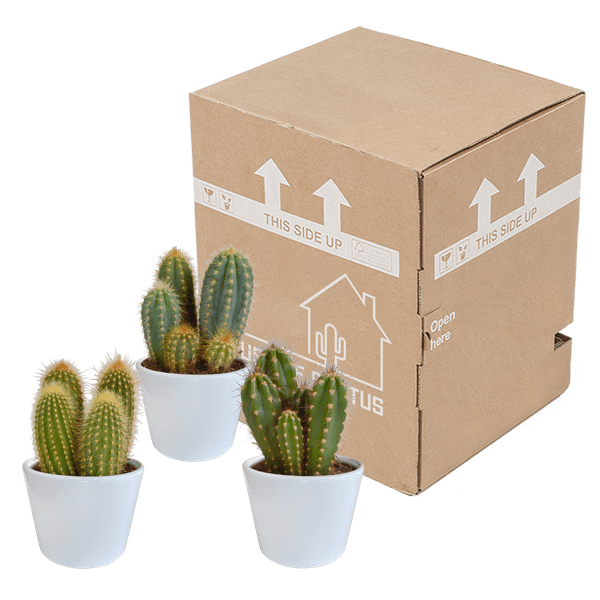 Cereus Mix – 3Zimmerpflanzen – Ø10,5cm – Verschiedene Säulen – & Stabkakteen im weißen Topf – Pflegeleichte Kakteen für Fensterbank, Büro & Wohnzimmer – Plant