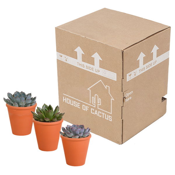 Echeveria Mix – Steinrose 3 Pflanzen – Ø8,5cm Zimmerpflanzen im Terrakotta – Topf – Verschiedene farbige Sukkulenten – Pflegeleichte Mini – Plant