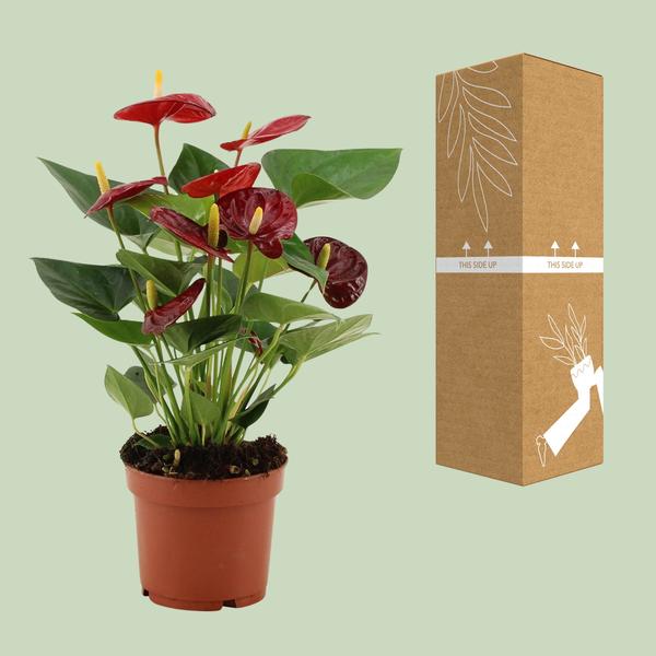 Anthurium Calon – Flamingoblume – Zimmerpflanze – Ø12cm – ↕36cm – Tropische Blühpflanze mit herzförmigen Blüten – Luftreinigend & pflegeleicht