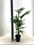 Kentia Palme – Howea forsteriana – Ø21cm – ca. 110cm hoch – Pflegeleichte & luftreinigende Zimmerpflanze – Plant