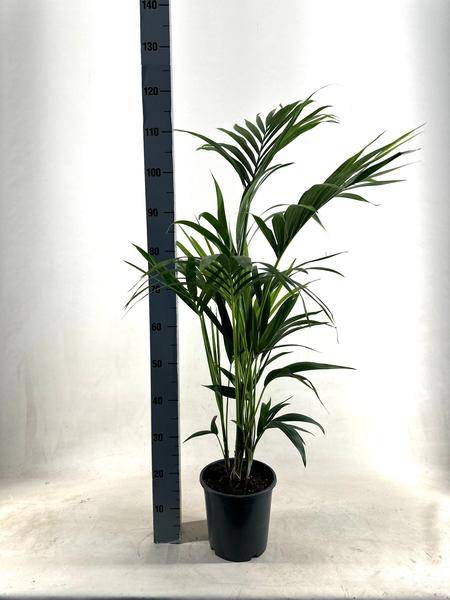 Kentia Palme – Howea forsteriana – Ø21cm – ca. 110cm hoch – Pflegeleichte & luftreinigende Zimmerpflanze – Plant