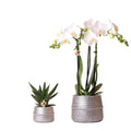 Orchideen – Set mit weißer Phalaenopsis Amabilis Ø9cm & Sukkulente Crassula Ovata Ø6cm – In silber – goldenen Keramiktöpfen – Geschenkidee – Plant