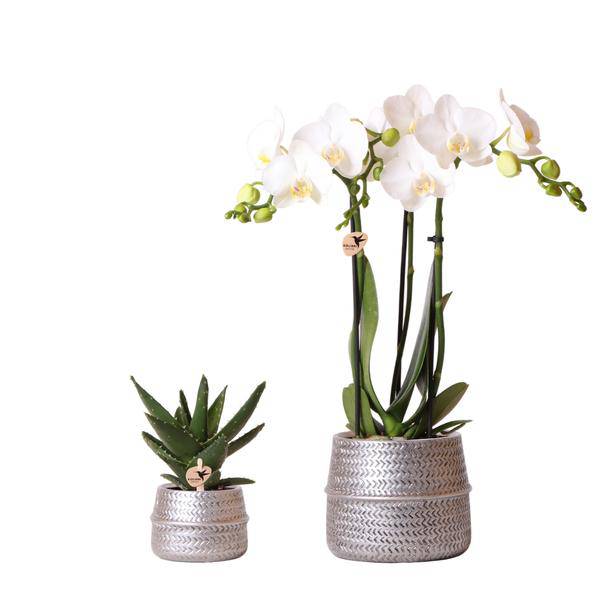 Orchideen – Set mit weißer Phalaenopsis Amabilis Ø9cm & Sukkulente Crassula Ovata Ø6cm – In silber – goldenen Keramiktöpfen – Geschenkidee – Plant