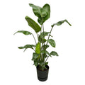 Strelitzia Nicolai – Baum – Strelitzie – Zimmerpflanze ca. 160cm – Ø30cm – inkl. Pflanzgefäß Greenville Schwarz – Weißer Paradiesvogel – Plant