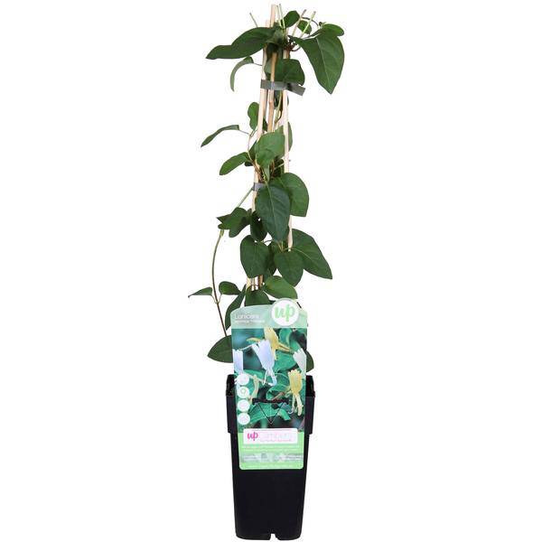 Gelbbunte Geißschlinge – Lonicera japonica ‘Halliana’ – Ø15cm x ↕65cm – Weiß – gelbe, stark duftende Kletterpflanze – Plant
