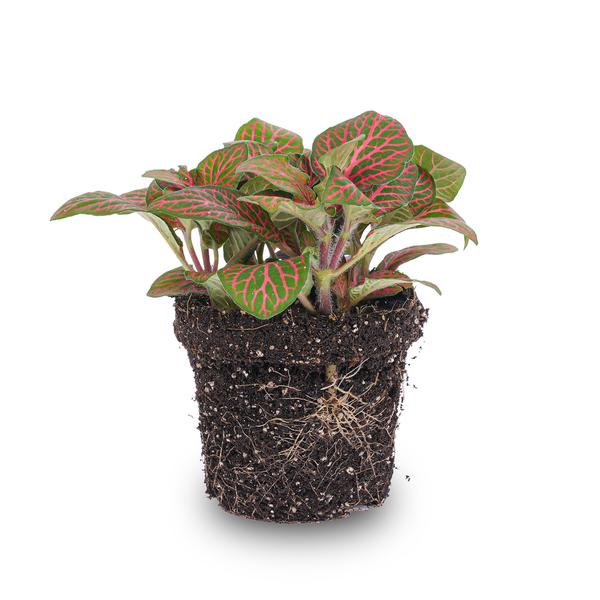 Fittonia Rot – Mosaikpflanze – Zimmerpflanze – Terrarienpflanze – Ø9cm – Tropische Pflanze mit roten & grünen Blättern – Plant