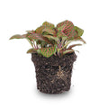 Fittonia Rot – Mosaikpflanze – Zimmerpflanze – Terrarienpflanze – Ø9cm – Tropische Pflanze mit roten & grünen Blättern – Plant