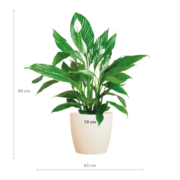 Spathiphyllum Sweet Lauretta – Scheidenblatt – Zimmerpflanze inkl. Übertopf – ↕80cm – Ø21cm – Friedenslilie mit eleganten weißen Blüten – Plant