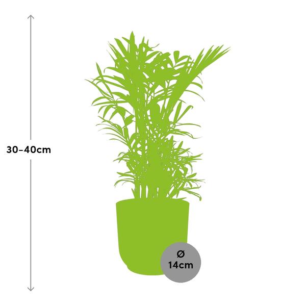 Mexikanische Bergpalme – Chamaedorea Elegans – elegante Zimmerpflanze – pflegeleicht & luftreinigend – Ø14cm Topf – mit Vibes Fold Rosa Übertopf – Plant