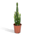 Kaktus – Wolfsmilch – Euphorbia Acrurensis (Cowboy – Kaktus) – Zimmerpflanze – Ø24cm ↕60-80cm – Sukkulente – Pflegeleicht – Exotisches Wüstendesign – Plant