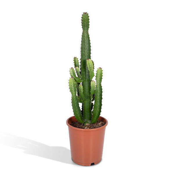 Kaktus – Wolfsmilch – Euphorbia Acrurensis (Cowboy – Kaktus) – Zimmerpflanze – Ø24cm ↕60-80cm – Sukkulente – Pflegeleicht – Exotisches Wüstendesign – Plant
