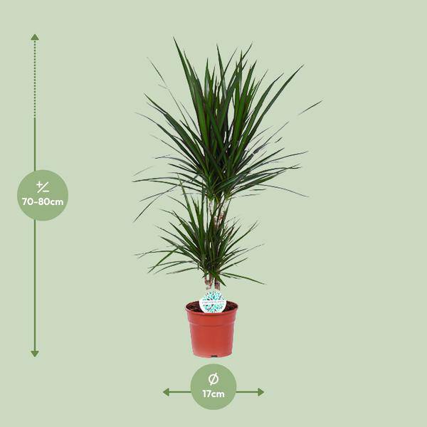 Drachenbaum Dracaena Marginata Zimmerpflanze Ø17cm ↕75cm – pflegeleichte Grünpflanze für Wohnzimmer, Büro & helle Standorte kaufen – Plant