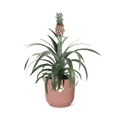 Ananaspflanze Ananas Mi Amigo Zimmerpflanze Ø14cm – pflegeleichte Grünpflanze für Wohnzimmer, Büro & helle Standorte kaufen – Plant