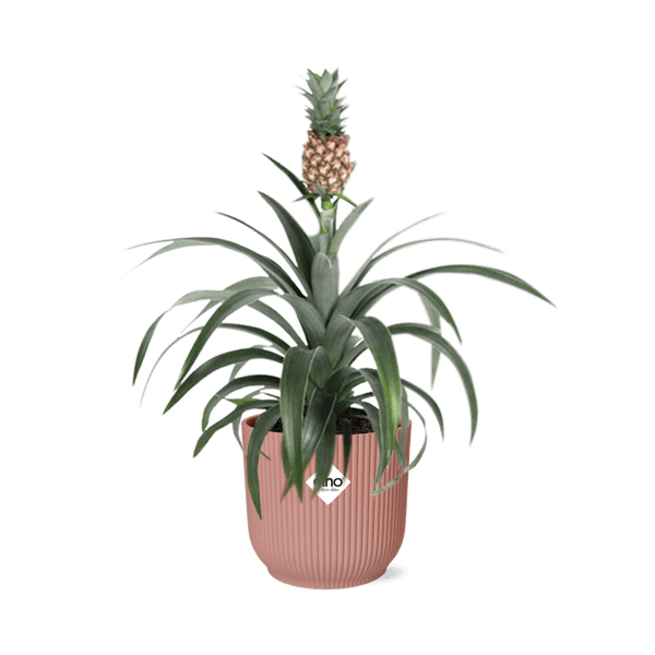 Ananaspflanze Ananas Mi Amigo Zimmerpflanze Ø14cm – pflegeleichte Grünpflanze für Wohnzimmer, Büro & helle Standorte kaufen – Plant