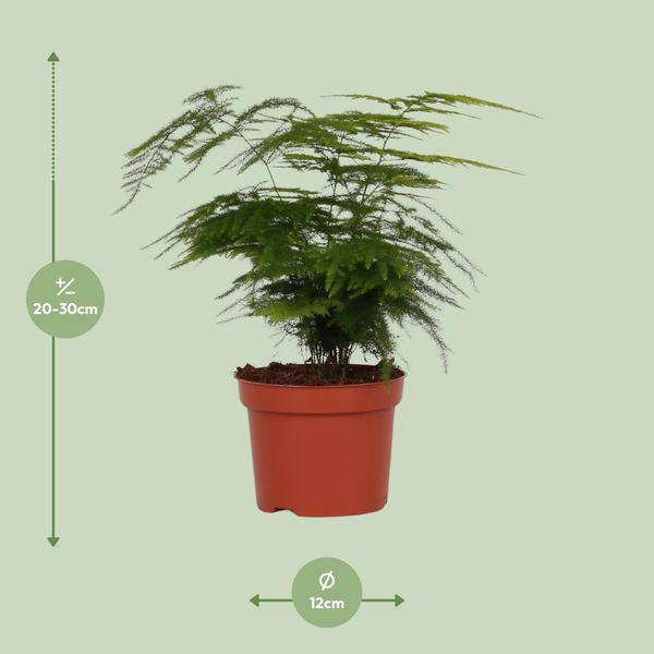Feder – Spargel Zimmerpflanze Ø12cm ↕35cm – pflegeleichte Grünpflanze für Wohnzimmer, Büro & helle Standorte kaufen – Plant